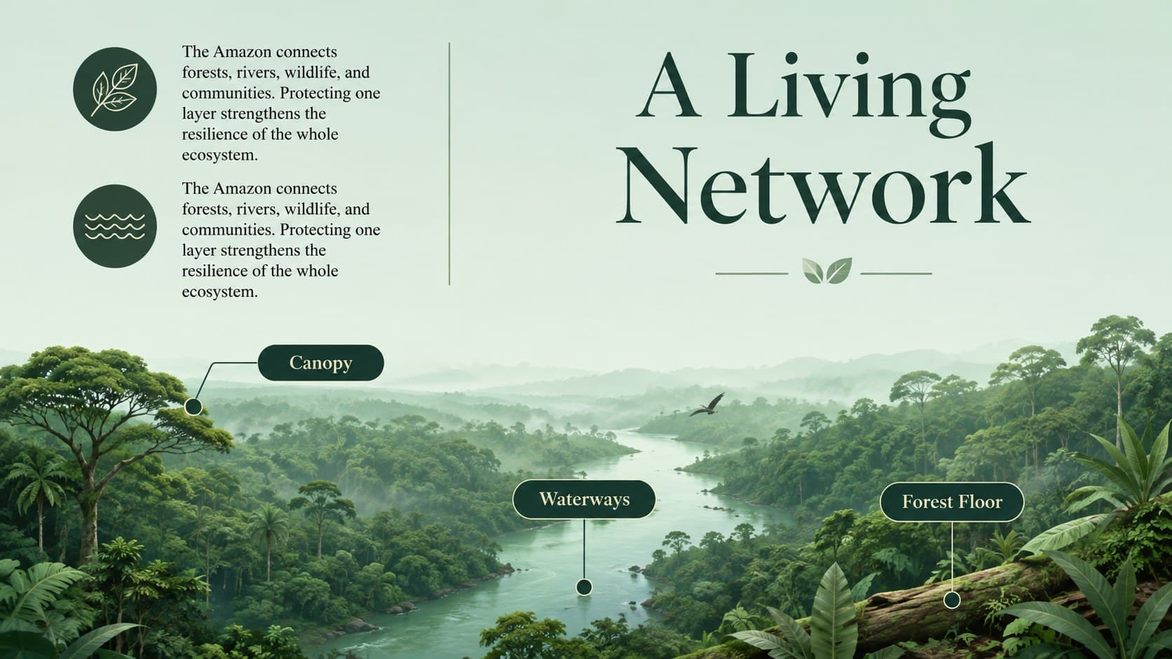 Tropical conservation report presentation featuring an Amazon ecosystem story and illustrated rainforest layers.