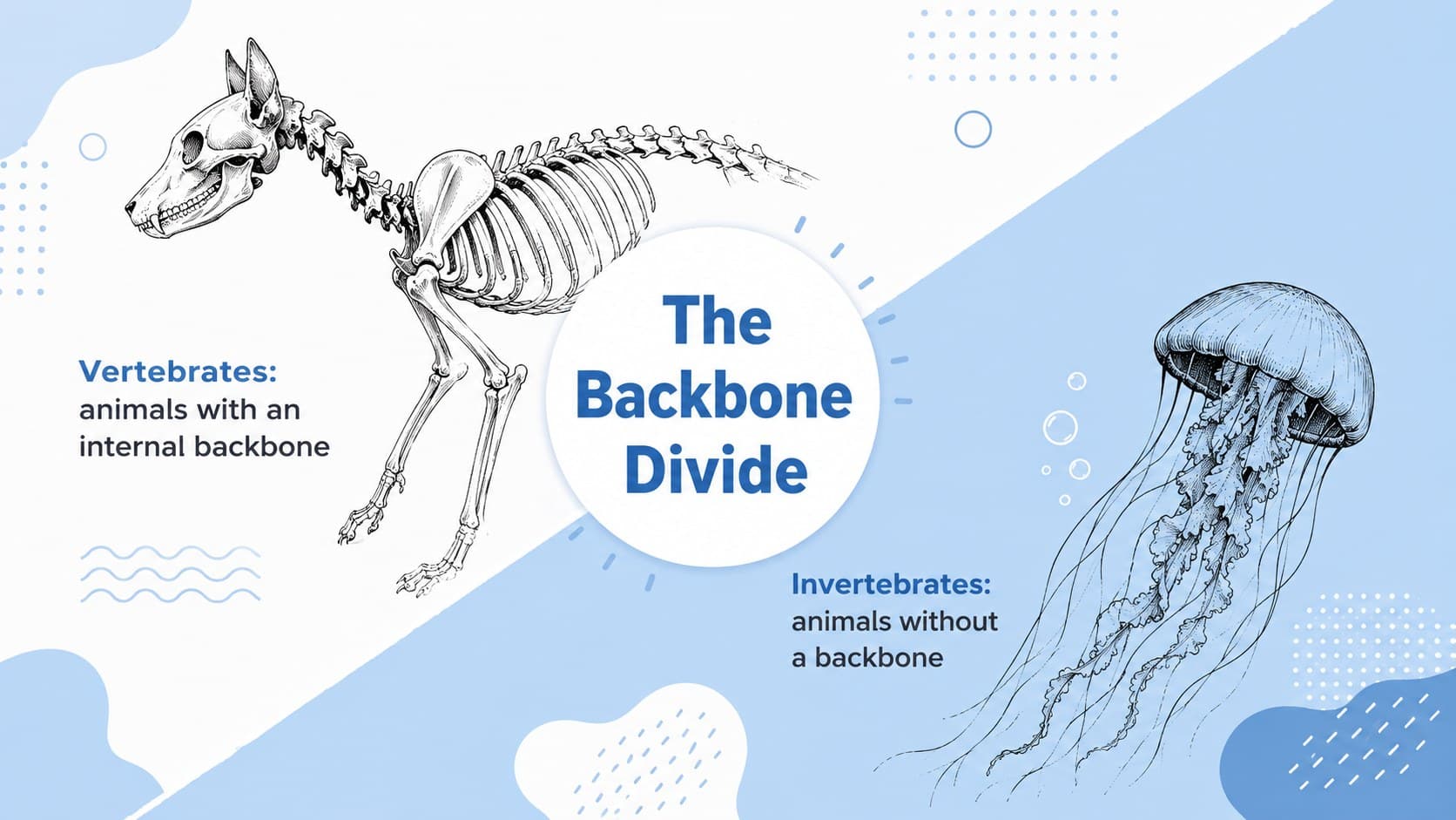 Vertebrates and invertebrates lesson slide comparing animals with and without backbones.