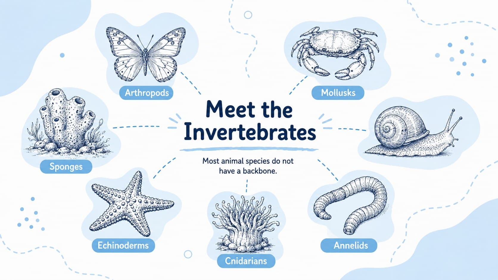 Invertebrate groups classroom slide featuring original sketches of arthropods, mollusks, worms, and other animals.