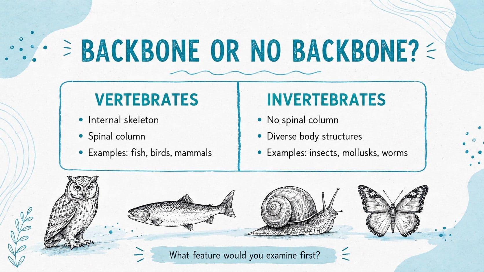 Vertebrate and invertebrate classroom deck slide comparing backbone traits with illustrated animal examples.