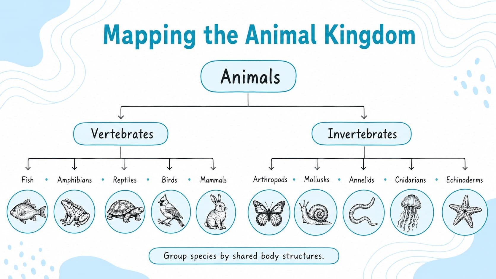Animal taxonomy slide for students showing a branching chart of major vertebrate and invertebrate groups.