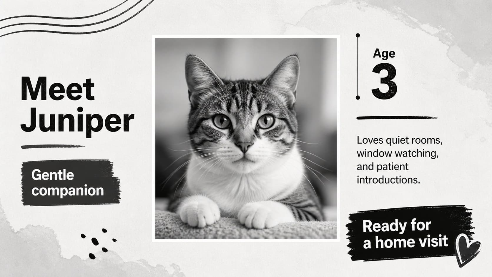 Adoptable animal profile slide featuring a large shelter cat image, personality notes, and adoption details.