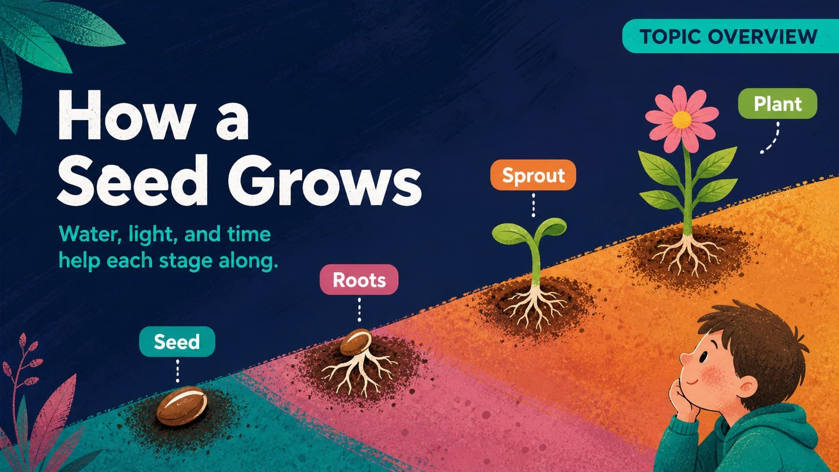 Primary education presentation theme slide explaining how a seed grows in four stages.