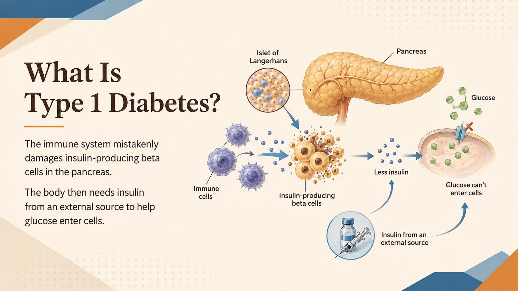Autoimmune diabetes education slide explaining how the immune system affects insulin-producing cells.