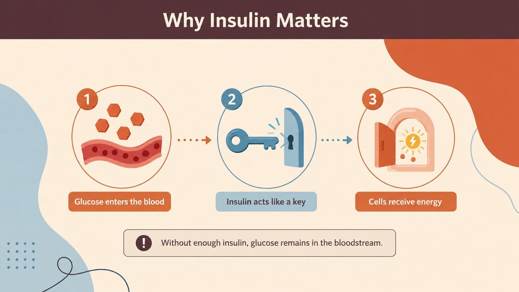 Insulin education diagram showing how glucose moves from the bloodstream into body cells.