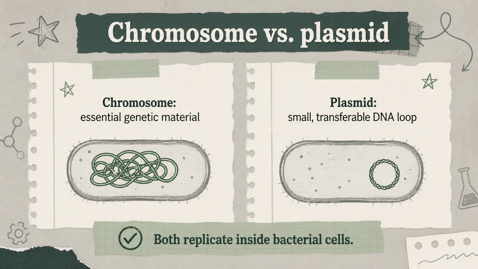 Bacterial chromosome and plasmid comparison slide for an editable bacterial genetics lesson.