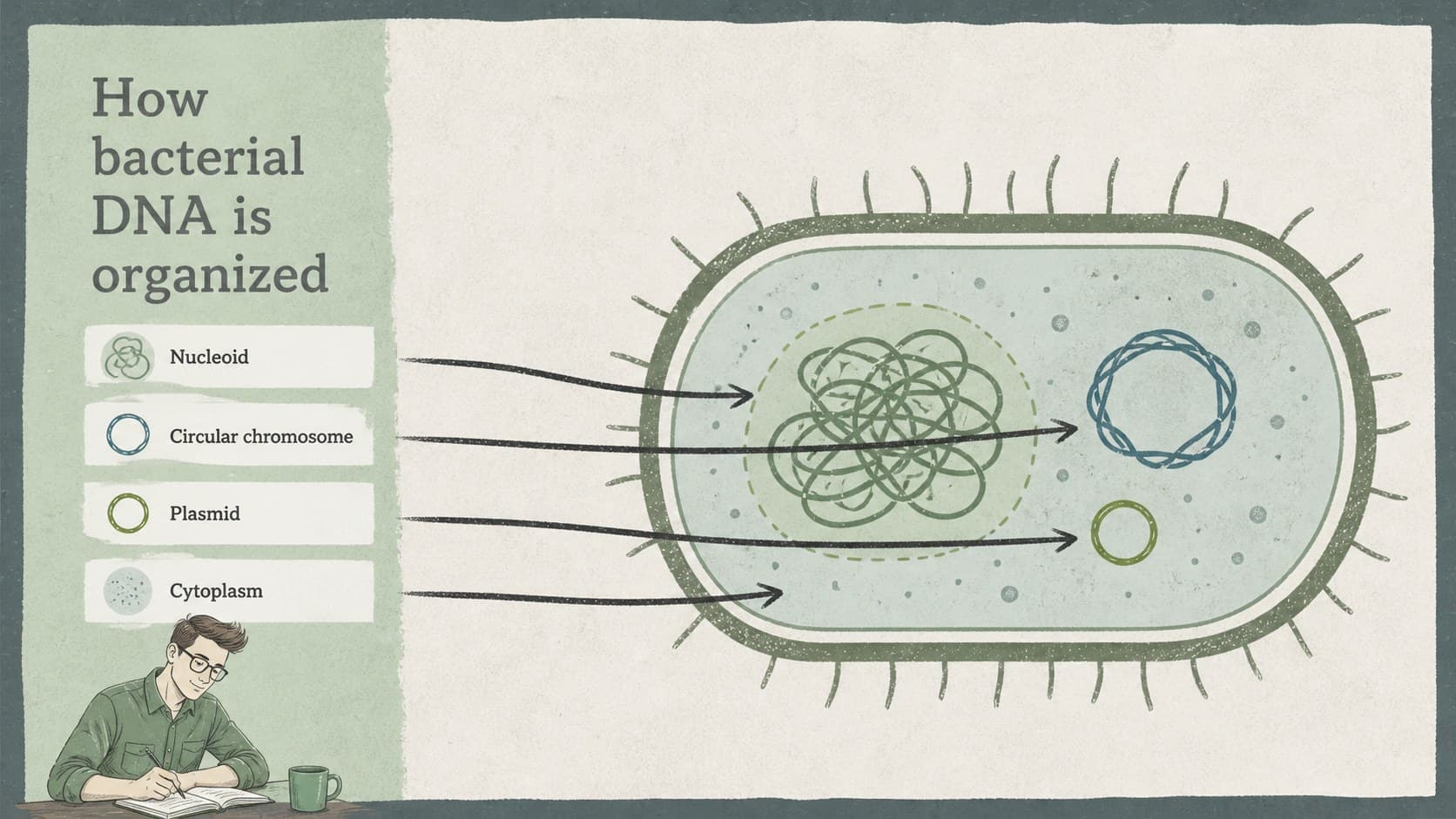 Bacterial DNA organization slide showing a labeled cell diagram and key vocabulary.