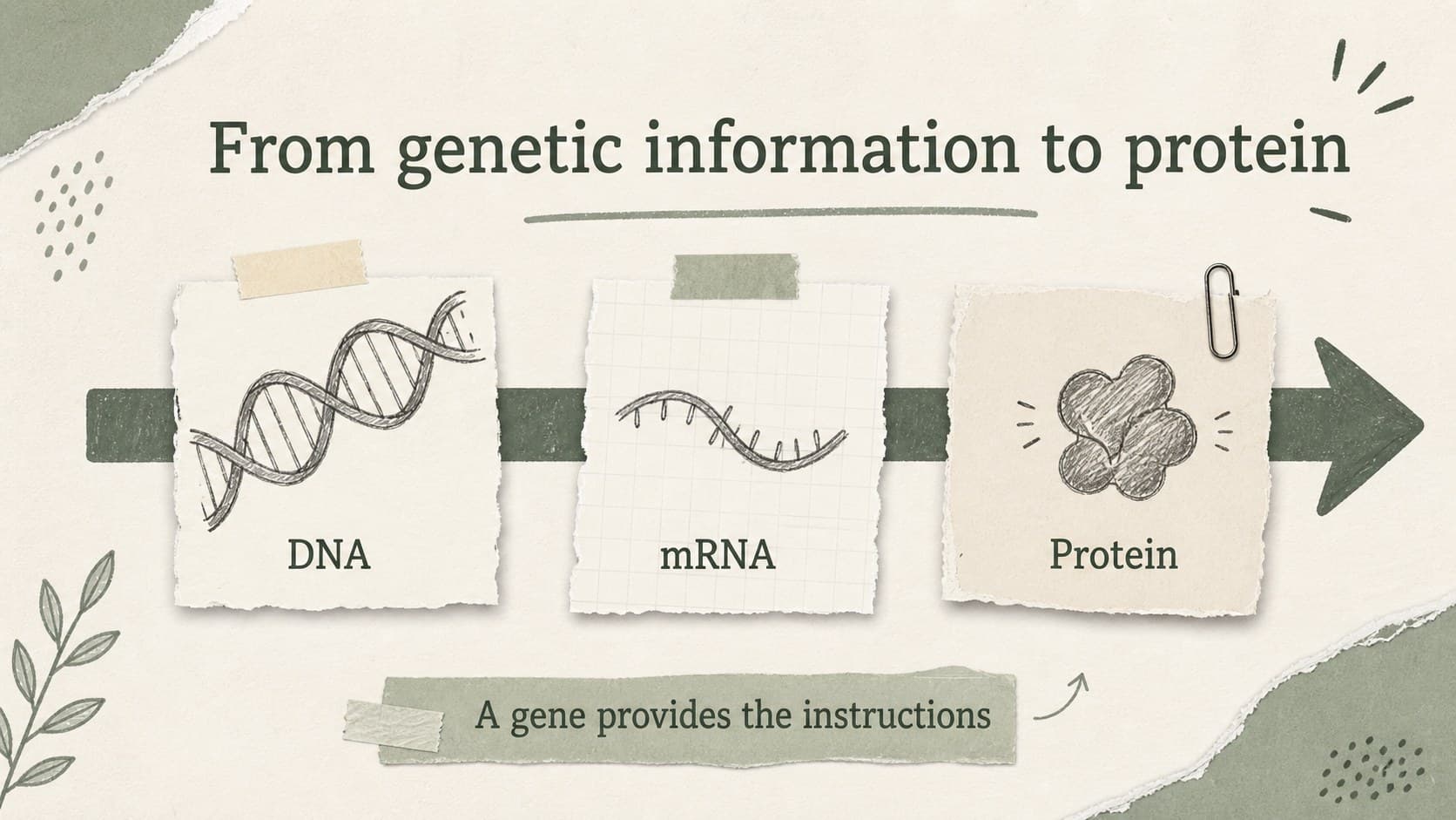 Gene expression slide connecting bacterial DNA instructions to proteins in a microbiology exam review deck.