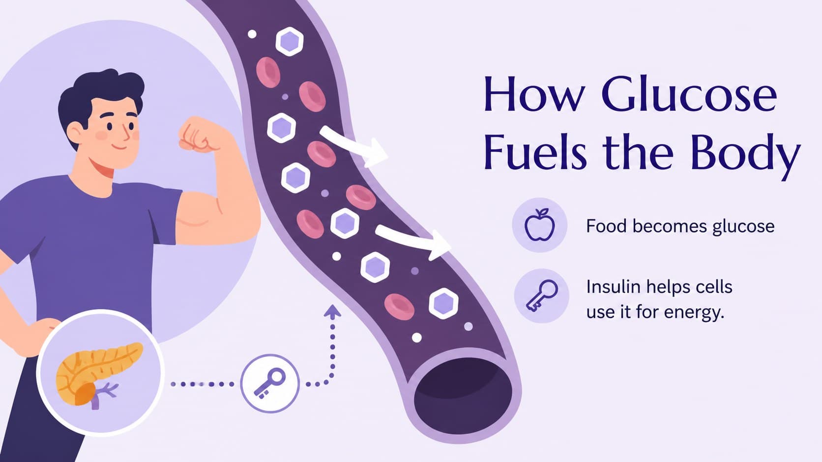 Educational diagram explaining how glucose moves through the body in a blood sugar lesson.