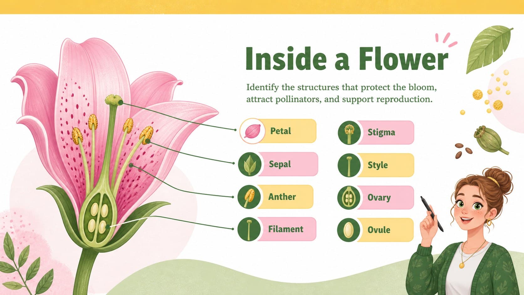 Labeled flower parts diagram slide identifying petals, sepals, stamens, pistil, ovary, and other bloom structures.