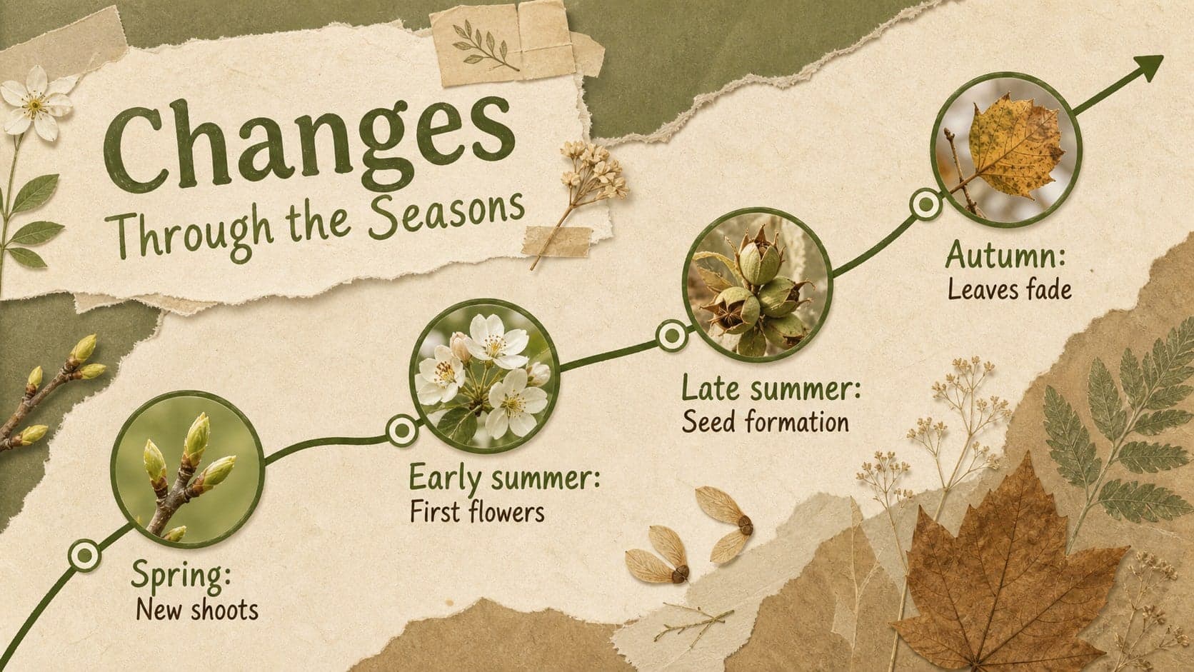Seasonal botanical timeline slide tracing plant changes from spring growth to autumn seed production.