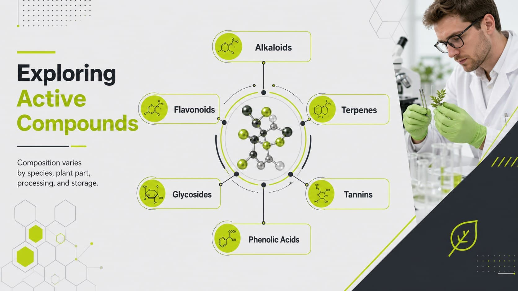 Phytochemical research presentation slide introducing major groups of active plant compounds.