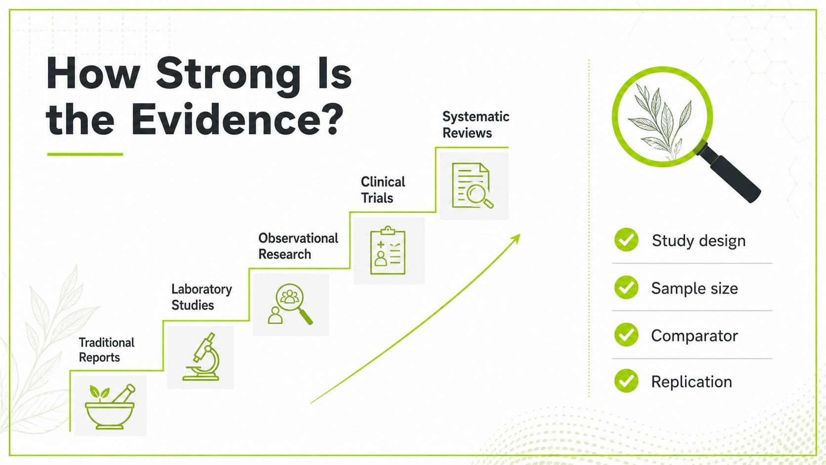 Evidence-based herbal medicine seminar slide presenting a hierarchy of research evidence.