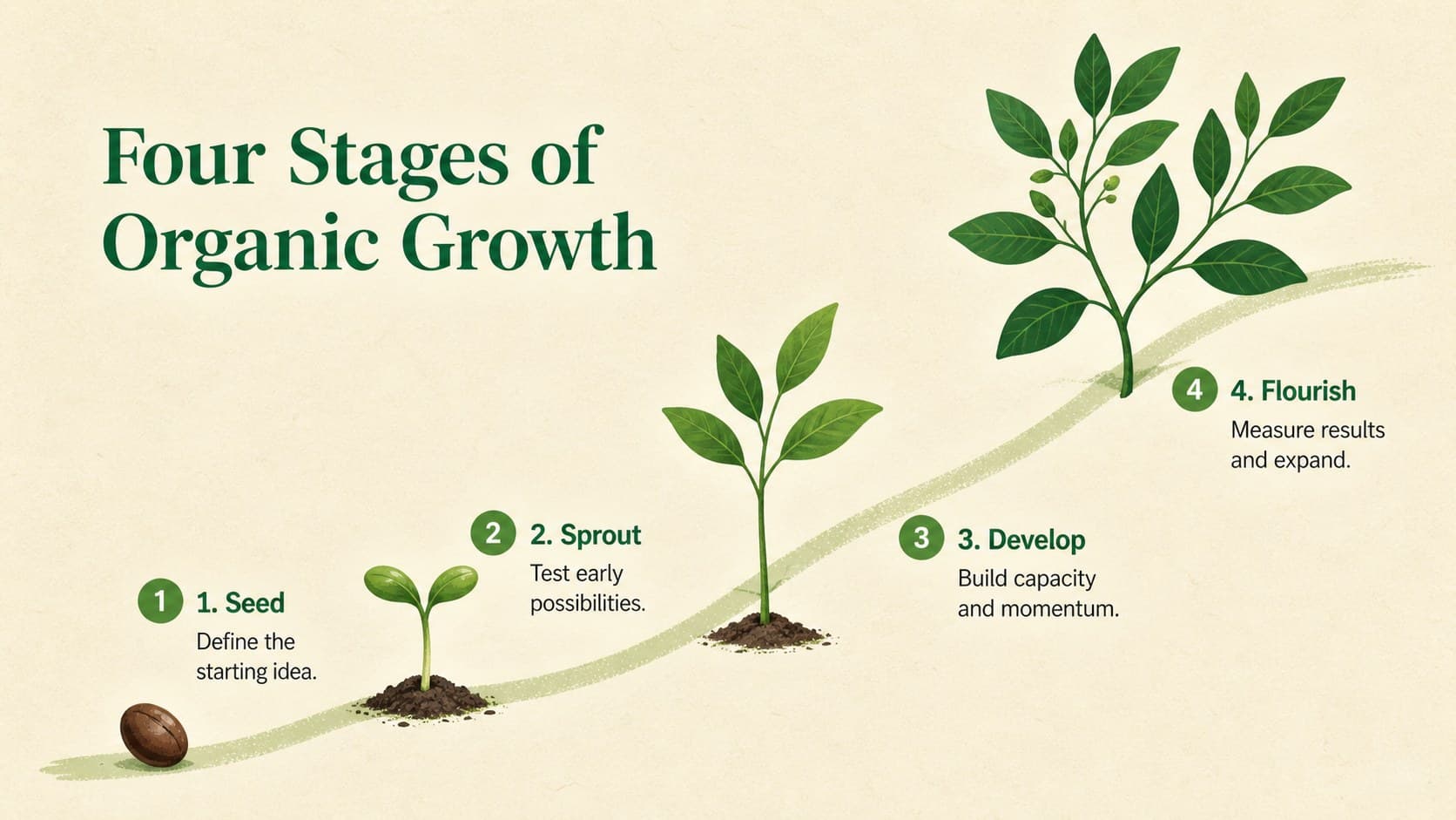 Plant life cycle infographic slide showing four illustrated phases from seed to mature leaves.