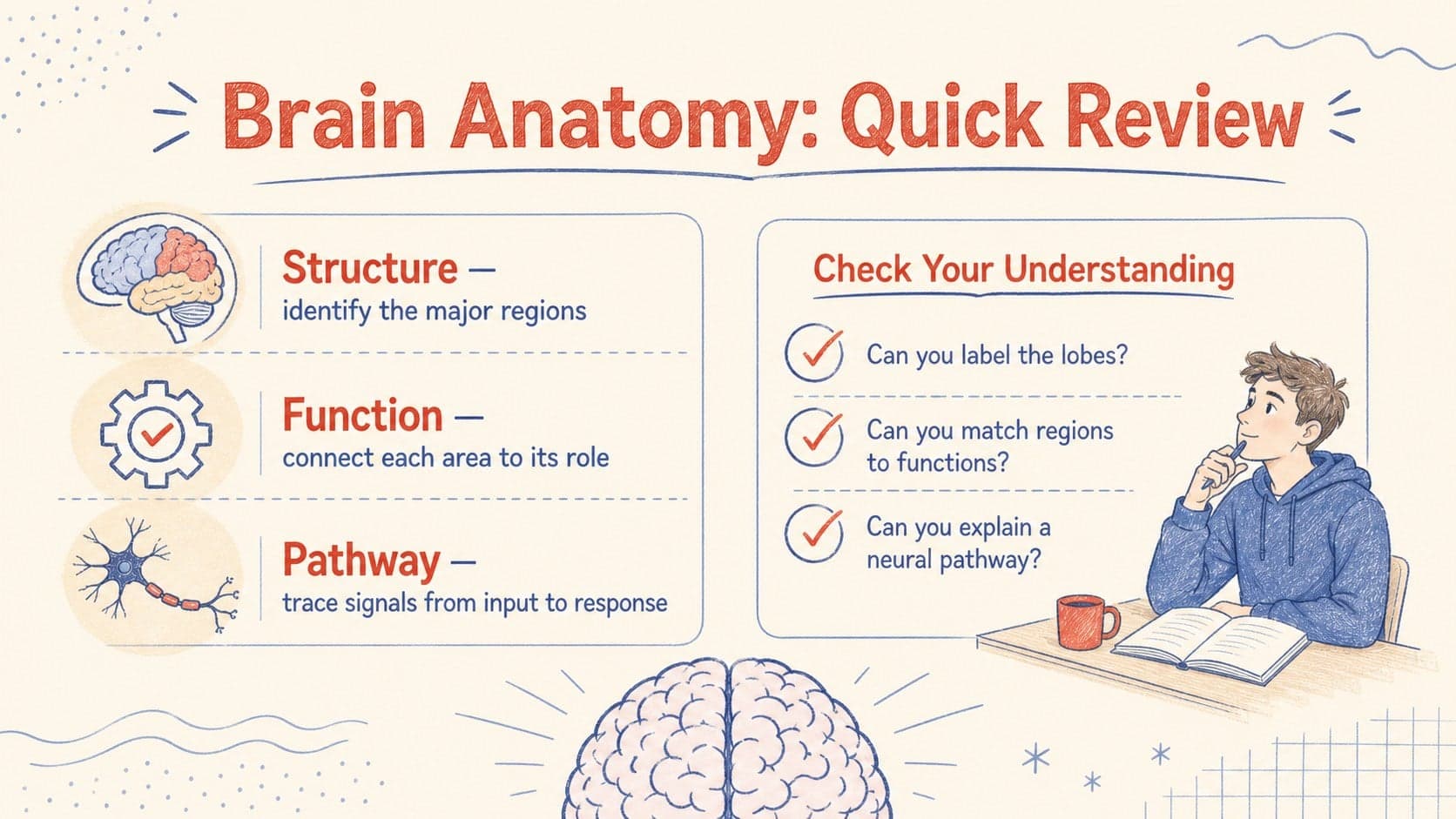 Sketch style biology slide deck summary with key brain anatomy facts and a compact study checklist.