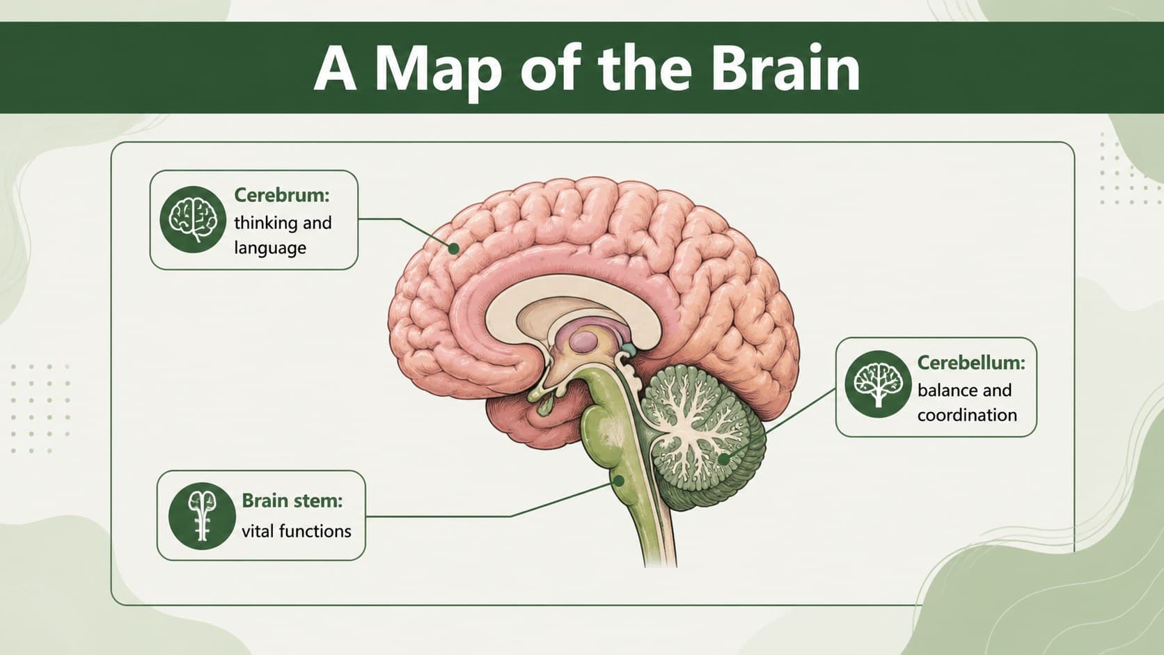 Brain anatomy presentation slide labeling the cerebrum, cerebellum, and brain stem.