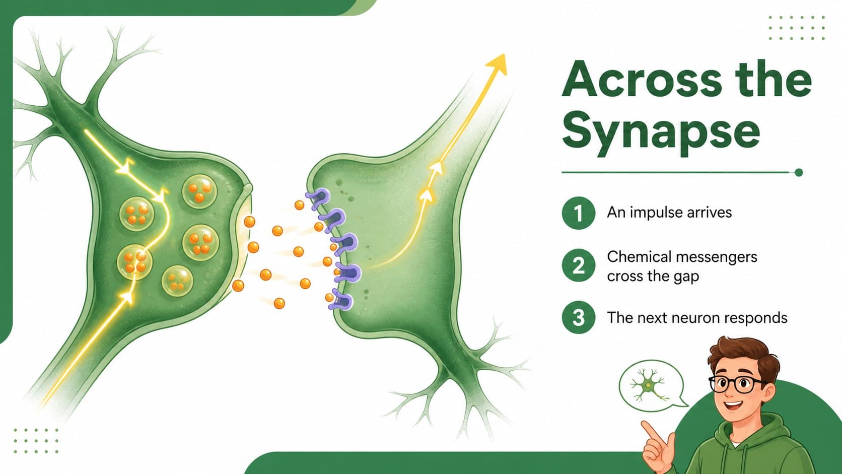 Neuron communication PowerPoint slide showing a signal traveling across a synapse.