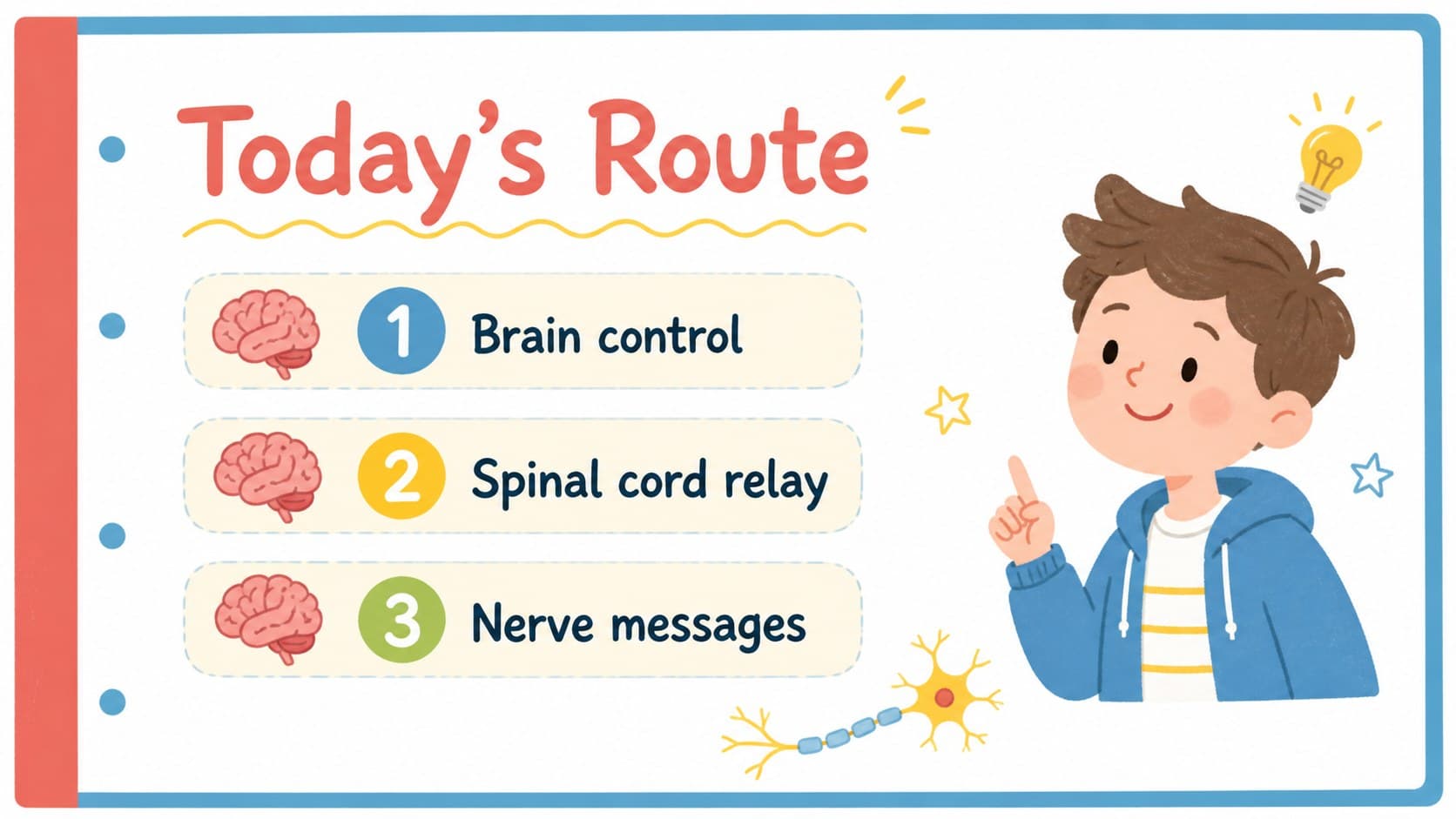 Notebook-style overview slide outlining the brain, spinal cord, and nerves in a central nervous system classroom presentation.