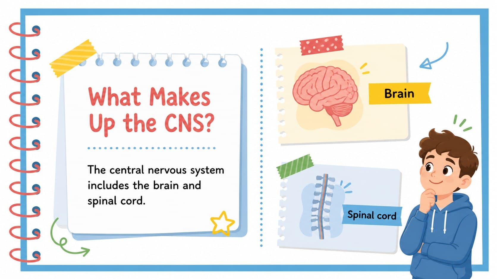 Colorful biology slide defining the central nervous system and its two primary structures.