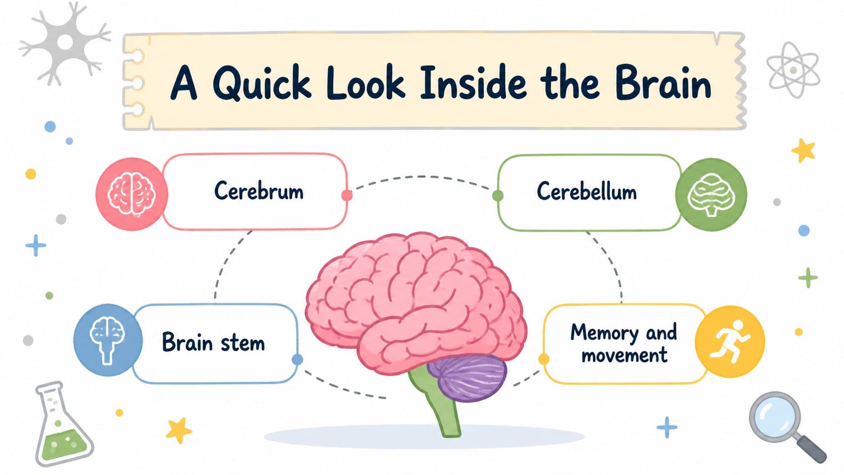 Illustrated brain anatomy slide showing labeled regions for an introductory nervous system lesson.
