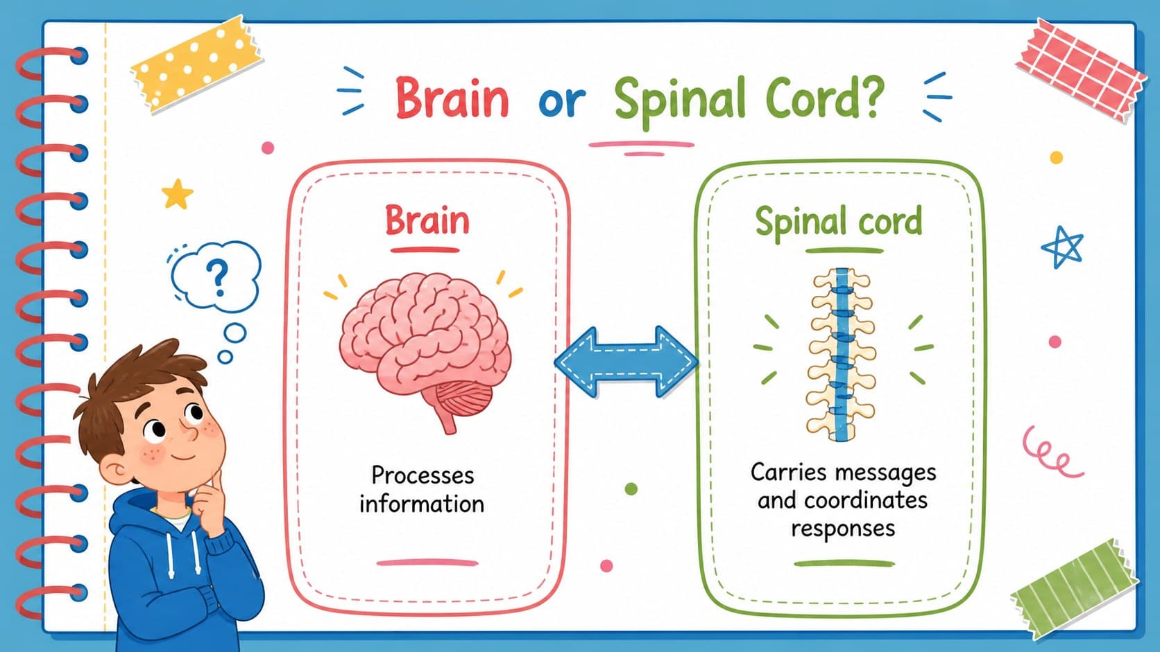 Brain and spinal cord comparison slide for a nervous system anatomy presentation for students.
