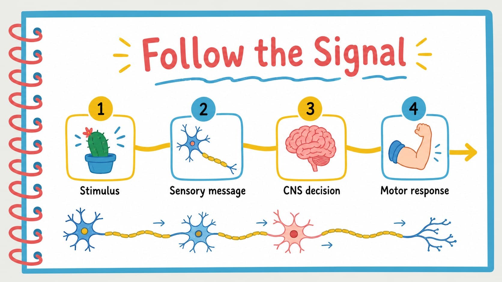 Step-by-step nerve signal pathway diagram explaining how messages travel through the body.