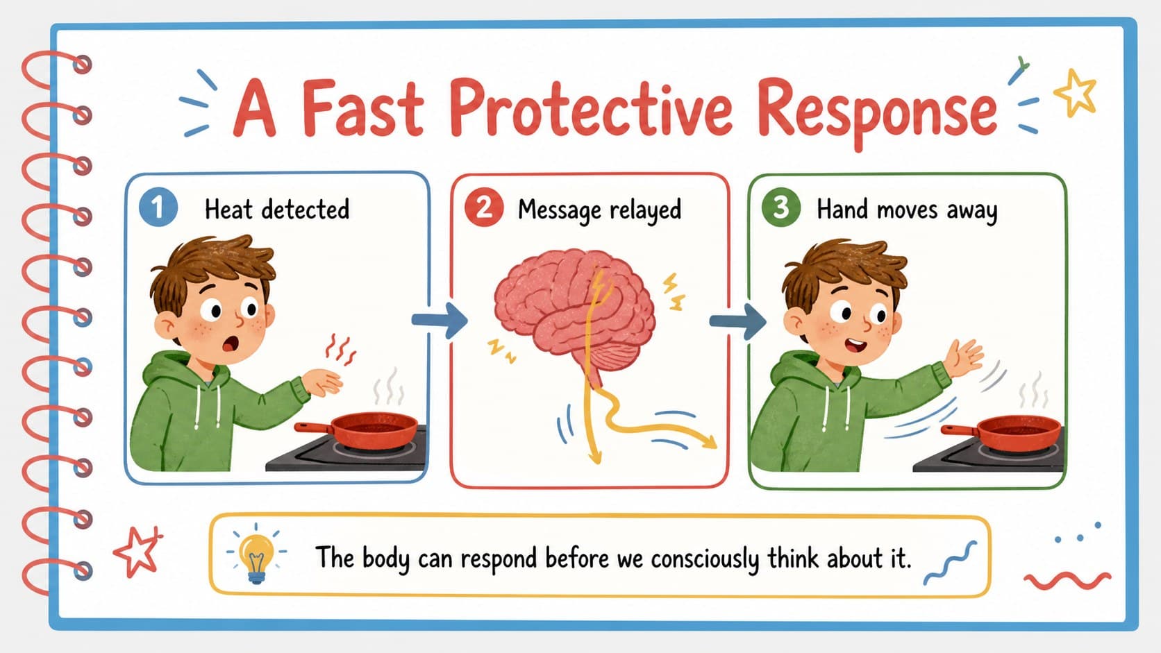 Sensory response example slide showing how the nervous system reacts to a sudden hot surface.