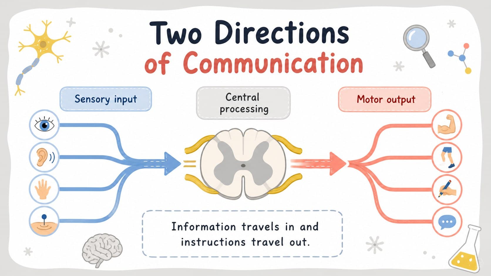 Color-coded diagram distinguishing sensory and motor pathways in a brain and spinal cord lesson.