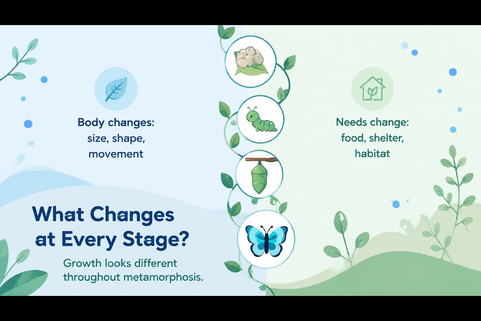 Metamorphosis slide for young learners comparing what changes and what the insect needs.