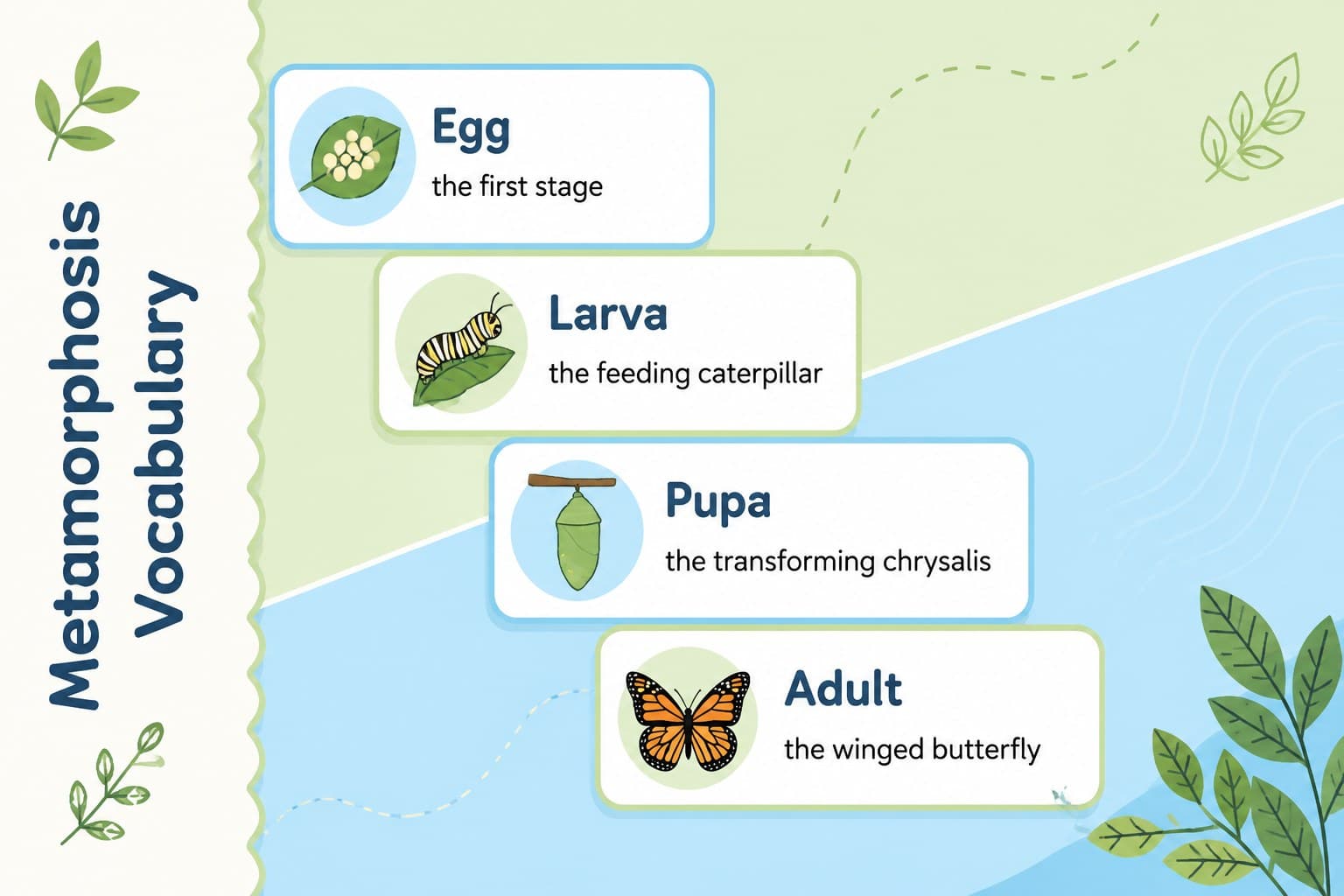 Butterfly vocabulary classroom activity defining egg, larva, pupa, and adult.