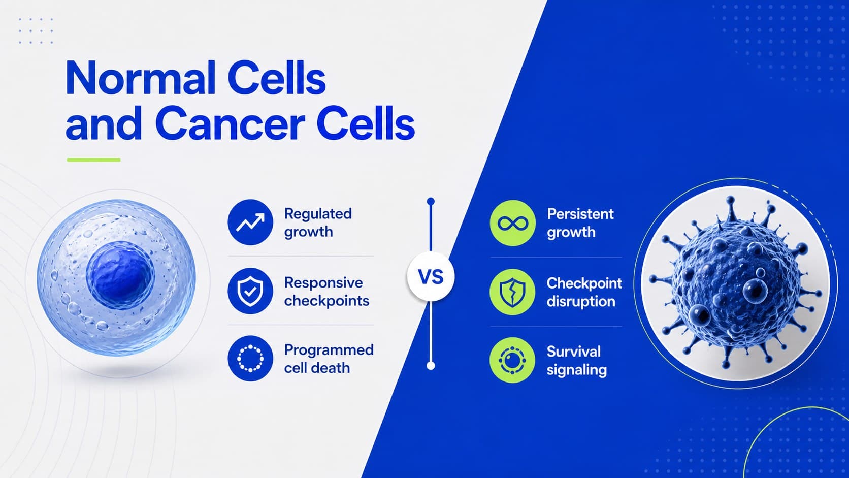 Cancer cells versus normal cells lesson slide comparing regulated and disrupted cellular behavior.