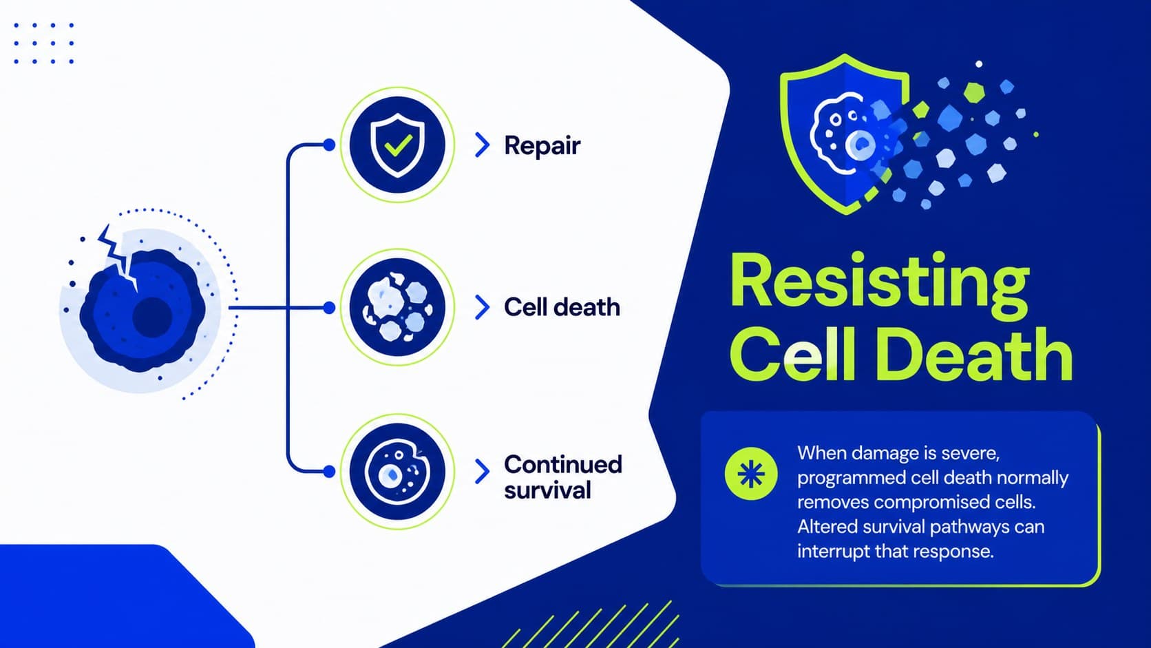 Medical school oncology presentation slide explaining resistance to programmed cell death.