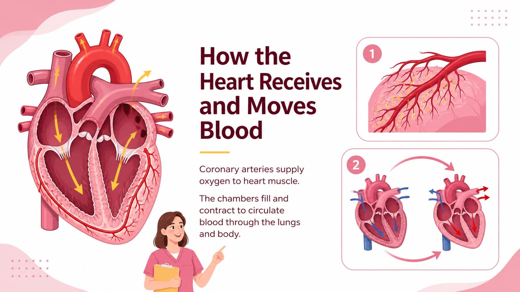 Cardiovascular anatomy recap showing coronary blood flow and the heart's pumping chambers.