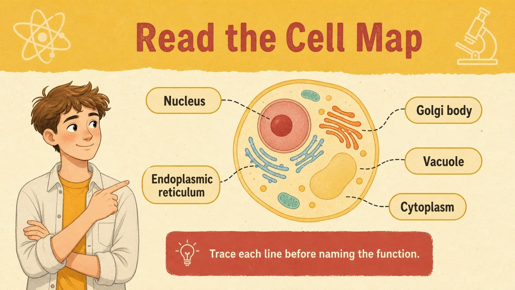 Labeled cell diagram slide designed for visual explanation of organelles in a classroom presentation.