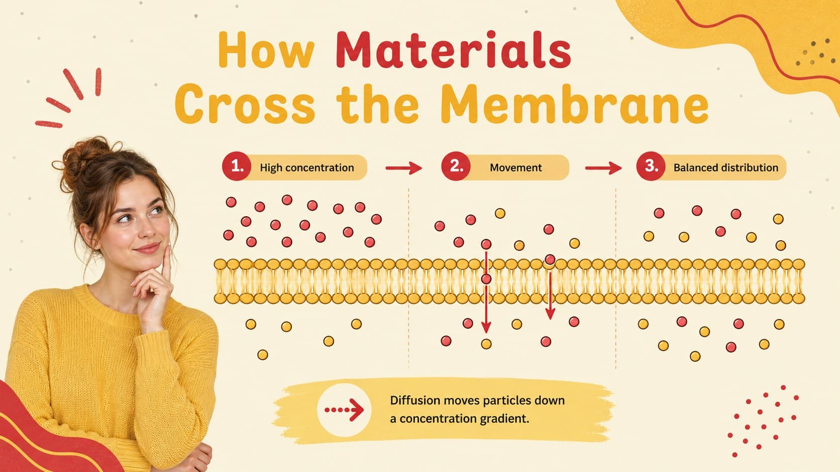 Cell membrane transport slide showing a visual sequence for diffusion and osmosis concepts.