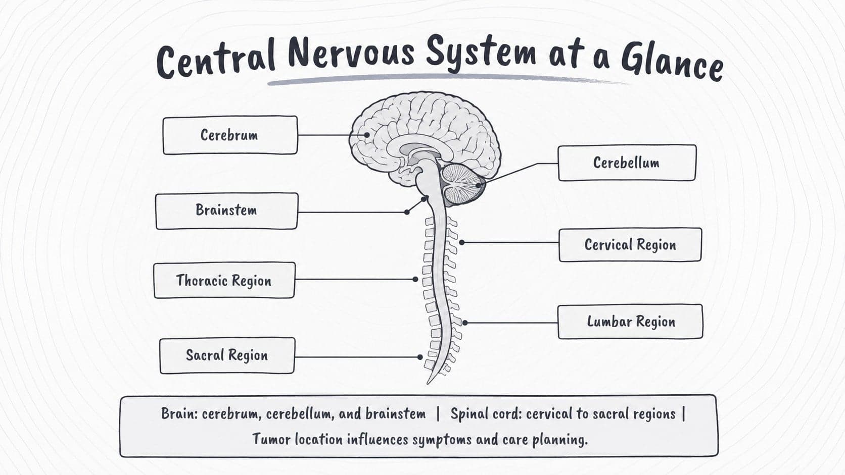 Illustrated central nervous system anatomy slide identifying the brain, spinal cord, and major regions.