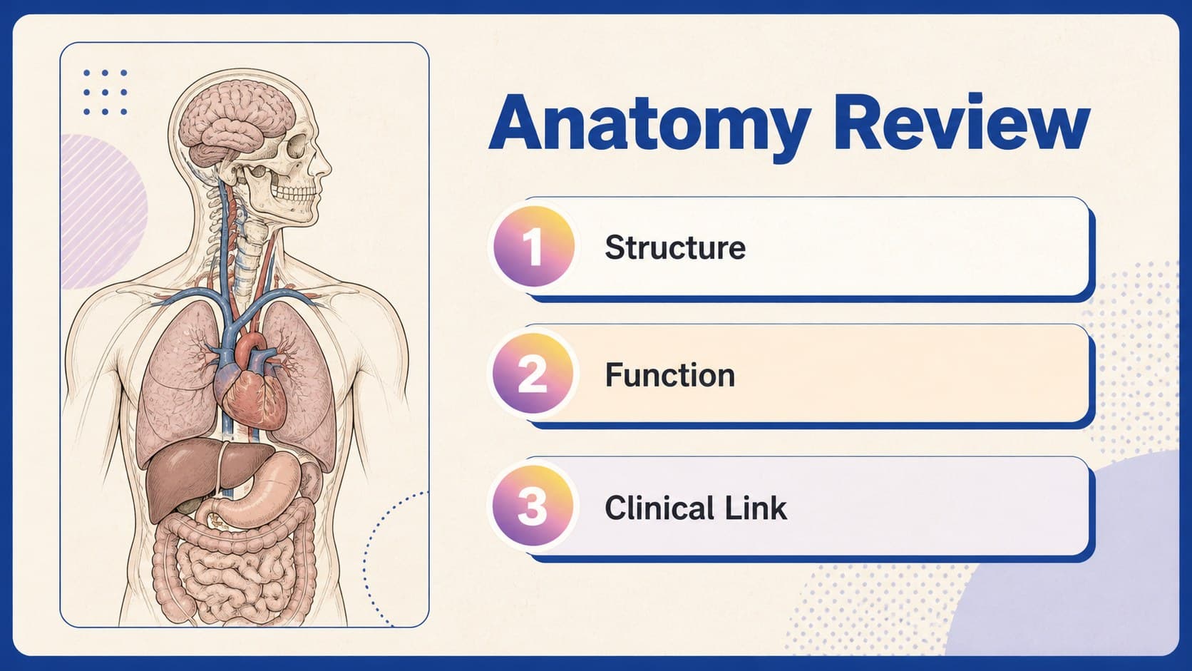 Anatomy revision slide showing a labeled body system diagram and study notes.