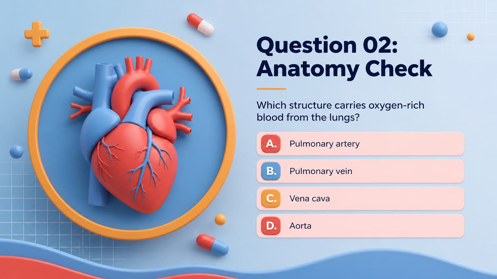 Nursing student quiz presentation slide displaying an anatomy question with answer choices.