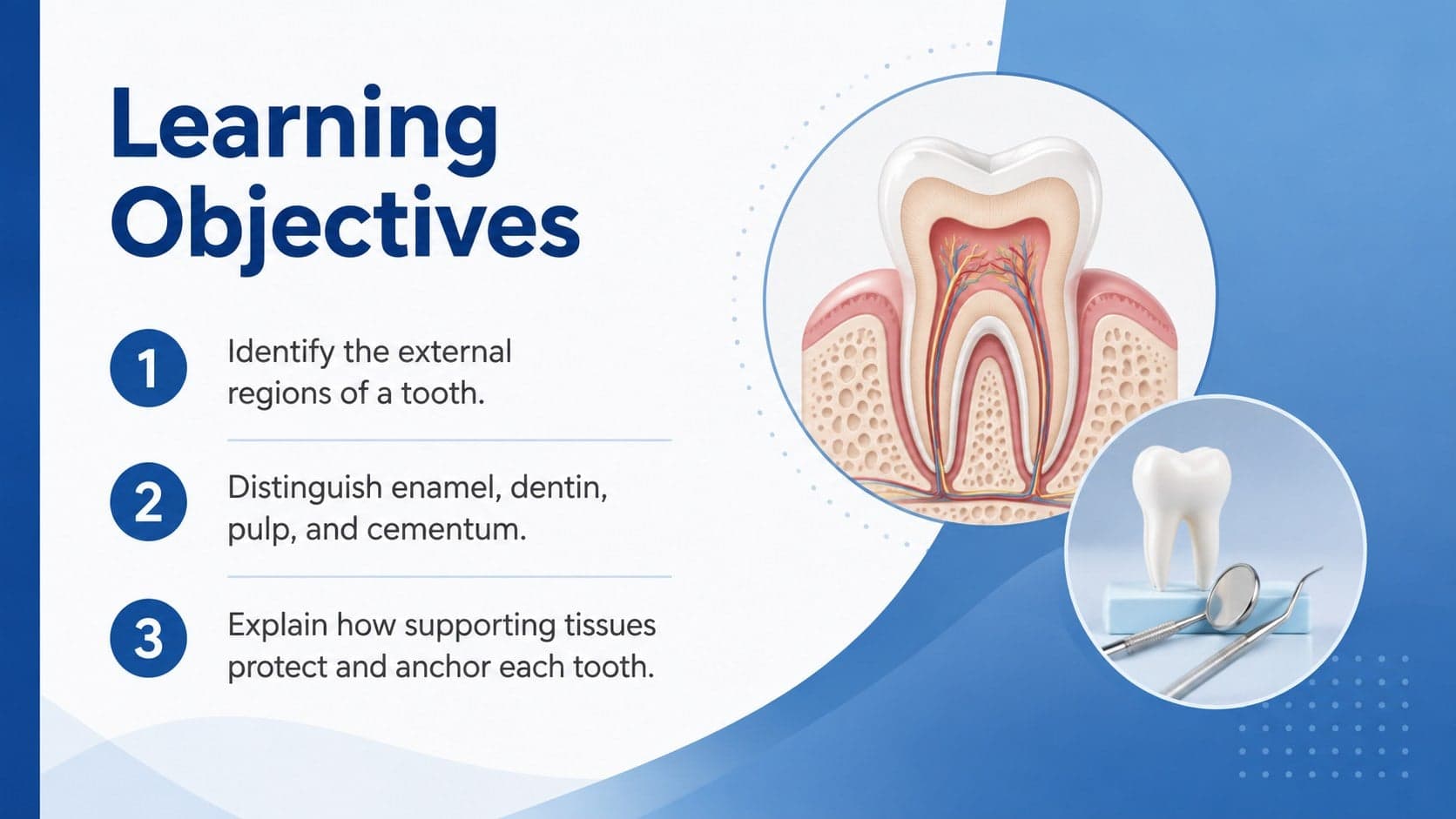 Blue dental anatomy lesson objectives slide outlining the main tooth structures students will identify.