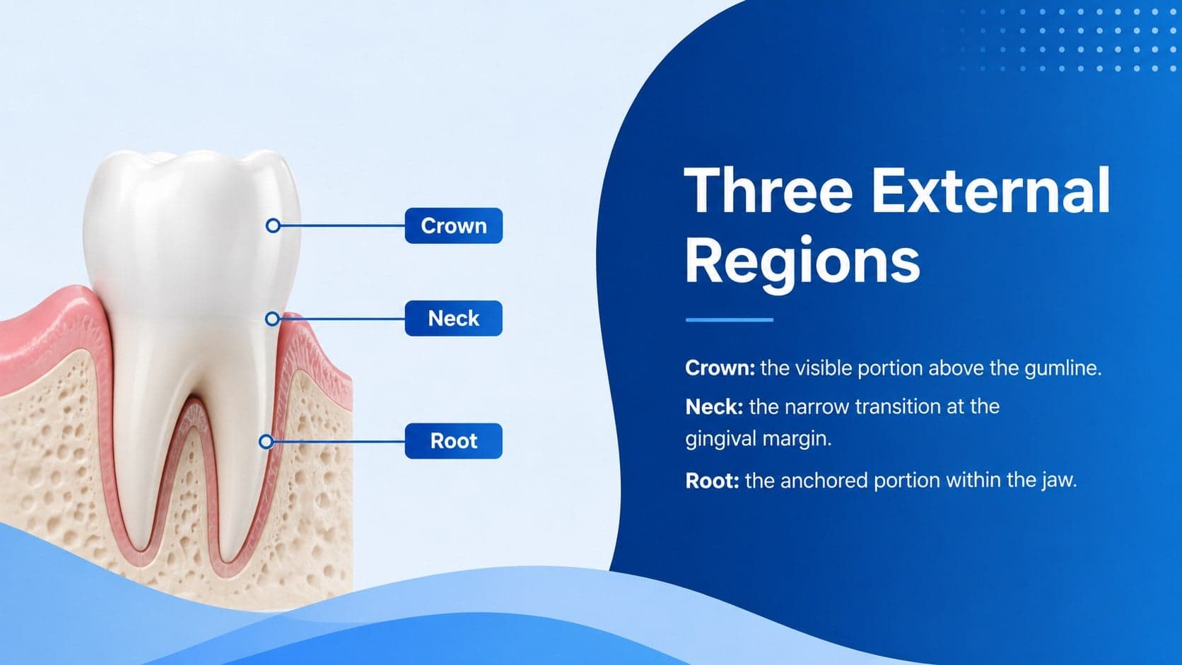 Tooth anatomy overview slide showing the crown, neck, and root in a labeled blue educational layout.