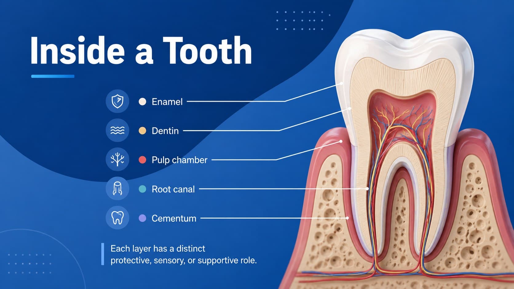 Labeled tooth cross-section deck slide identifying enamel, dentin, pulp, cementum, and the root canal.