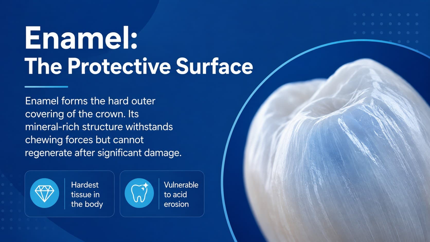 Enamel teaching slide explaining the protective outer layer in a minimal blue dental education design.