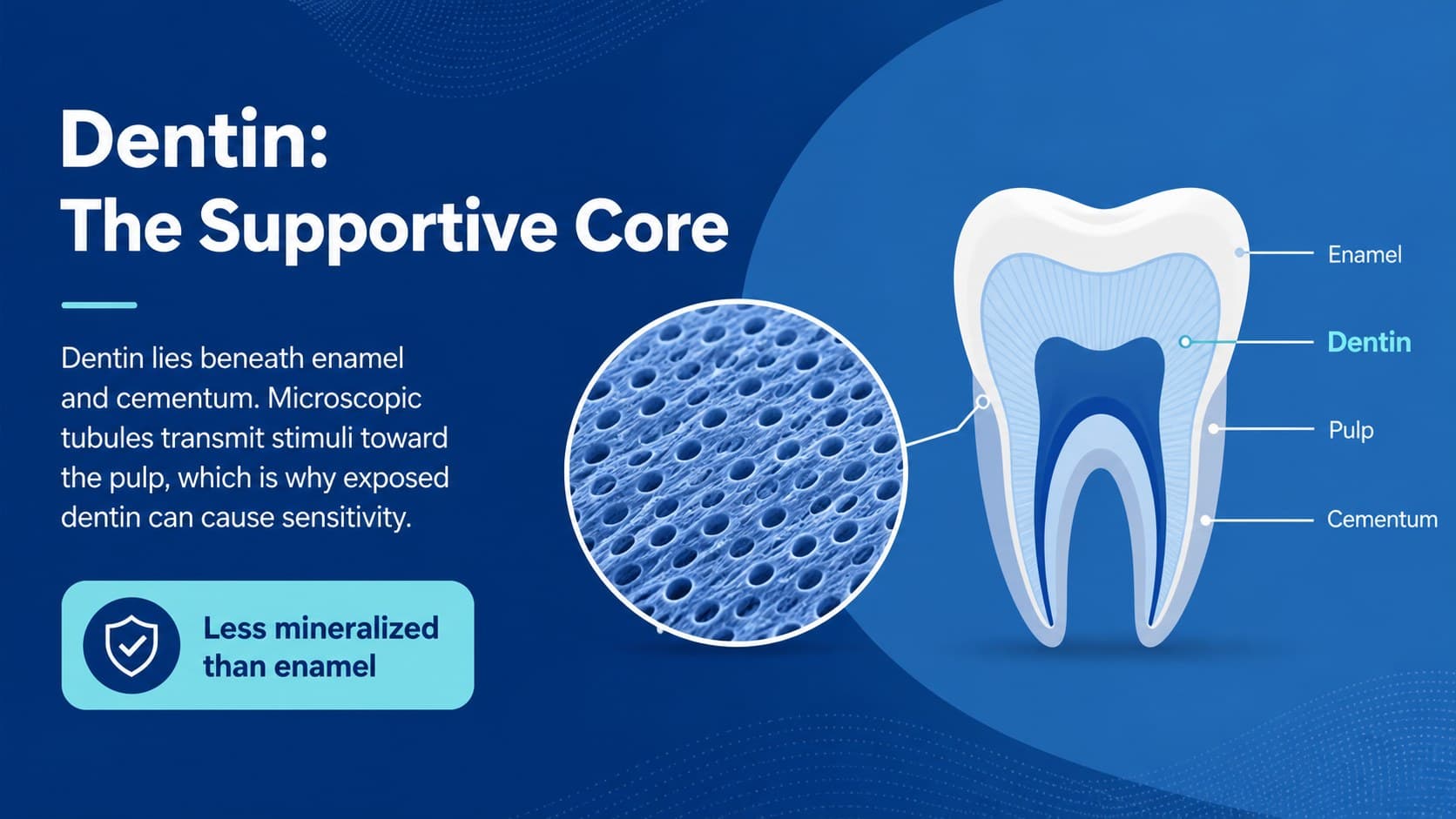 Dental anatomy slide describing dentin and its relationship to enamel and tooth sensitivity.
