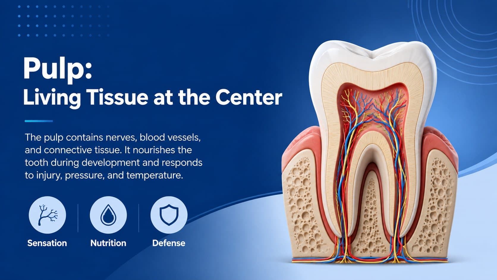Pulp chamber anatomy slide showing nerves and blood vessels within the center of a tooth.