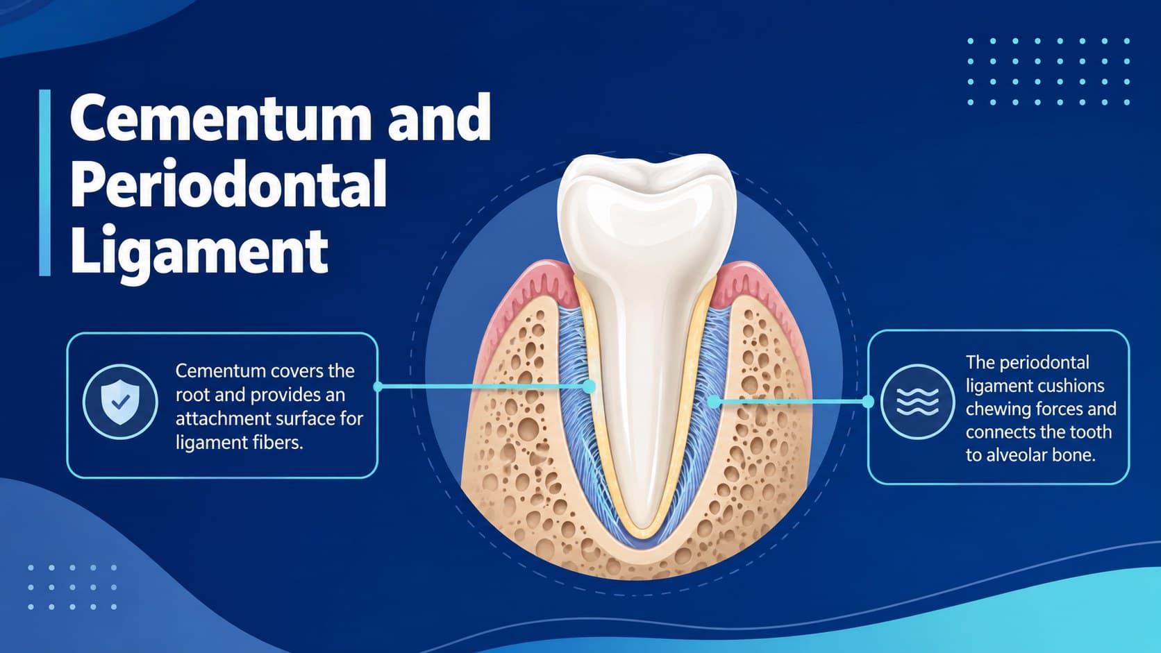 Blue tooth root slide comparing cementum and the periodontal ligament in a dental hygiene lesson.