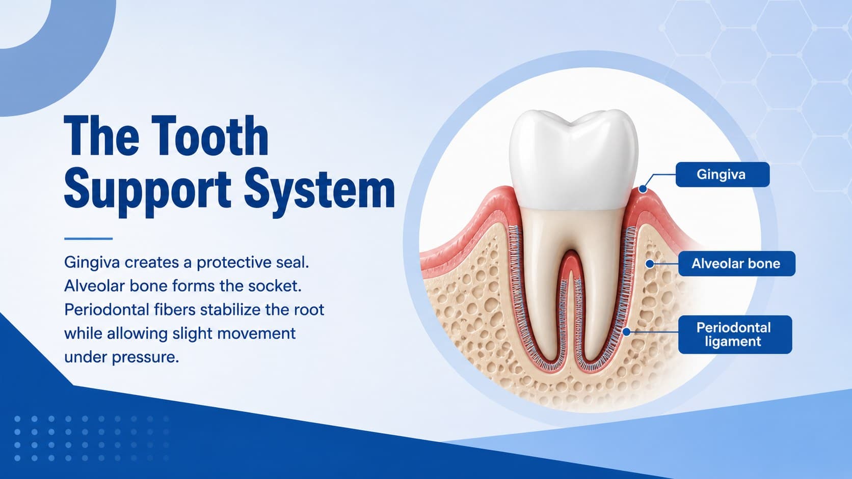 Tooth support system slide labeling gingiva, alveolar bone, and periodontal ligament around the root.
