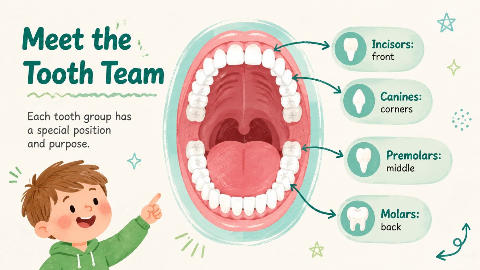 Illustrated mouth map showing where the main tooth groups appear in a dental anatomy lesson.