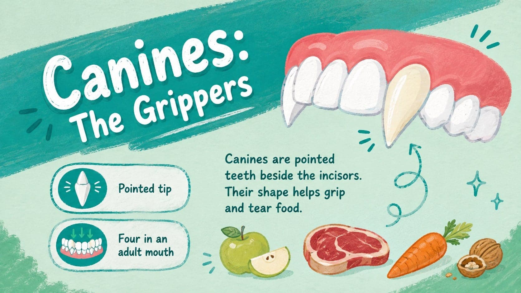 Hand-drawn canine teeth lesson slide showing how pointed teeth grip and tear food.