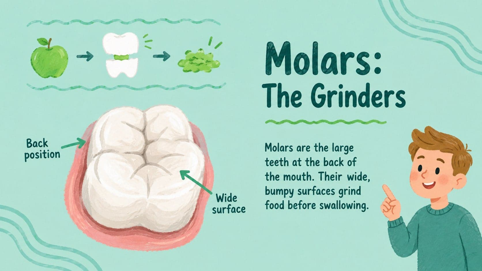 Kid-friendly molars presentation slide explaining broad chewing surfaces and grinding.