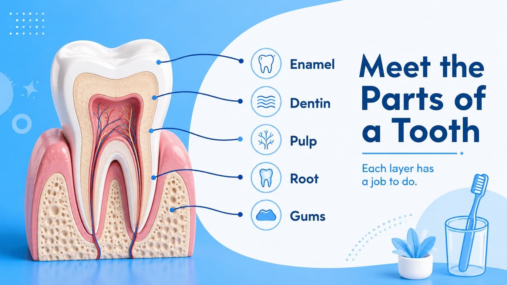 Tooth anatomy presentation slide labeling enamel, dentin, pulp, root, and gums.